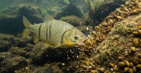 Como os peixes nativos freiam o avanço do mexilhão-dourado nos rios do Paraná