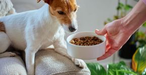 Animal não quer comer: entenda as causas e quando procurar ajuda veterinária
