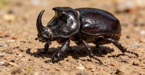 O animal minúsculo que vive no Brasil e tem uma força que desafia as leis da física