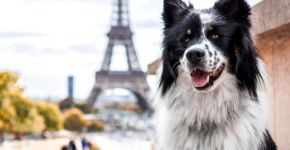 10 nomes para cachorro inspirados em lugares do mundo 