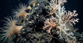 Em 2014, cientistas desceram 1.900 metros atrás de um possível naufrágio e encontraram uma formação gigante de asfalto em forma de pétalas