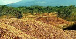 Floresta renasce em área onde foram jogadas cascas de laranja