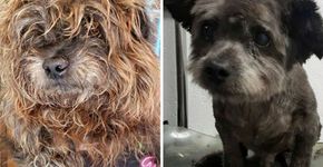 Mulher adota cão em estado terminal para deixá-lo feliz em seus últimos dias
