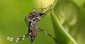 Física nuclear é testada no combate ao Aedes aegypti