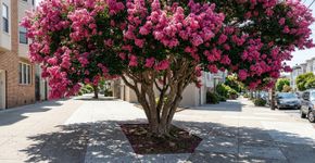 A árvore que se desenvolve muito rápido, garante uma sombra agradável e produz flores que parecem criar um tapete celestial