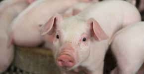 Foto: (Yuttana Srimongkol/istock)