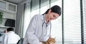 FIV e FELV em gatos: conheça os sintomas e as formas de transmissão