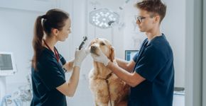 Veja como manter a saúde dos olhos do seu animal de estimação