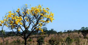 Foto: (Toninho Tavares/Agência Brasil)