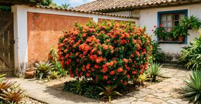 Essa planta florida é capaz de resistir ao calor do verão e ao frio do inverno e com pouquissimos cuidados