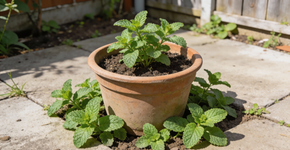 Colocar folhas de hortelã enterradas no vaso de outras plantas: por que isso ajuda contra insetos