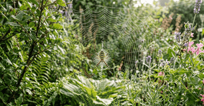 Nas casas protegidas ninguém mata a aranha-de-jardim porque ela é a tecelã que lhes protege a noite