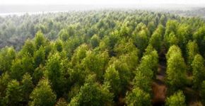 Paquistão planta 1 bilhão de árvores contra mudanças climáticas