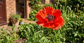 Delicada, vermelha e adora sol: esta flor que parece um rubi vibrante ilumina o jardim e a entrada da casa