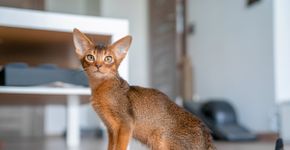Gato marrom: 6 raças que se destacam pela cor da pelagem