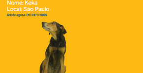 Protetor de tela ajuda cães abandonados a encontrar um dono
