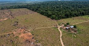 O império de alias “Calarcá” que devora a Amazônia colombiana: como extorsão, gado e grilagem aceleram o desmatamento em Caquetá