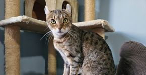 4 características do gato da raça highlander 