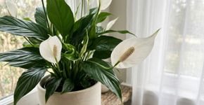Lírio-da-paz com folhas bonitas e sem flores pode estar no lugar errado: a falta de luz é uma das causas mais comuns de pouca floração