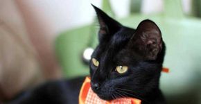 Os 10 gatinhos mais fofos dos leitores do Catraca Livre