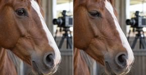 Cavalos fazem expressões faciais tão rápidas que algumas duram menos de meio segundo