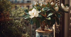 A árvore que perfuma o jardim e pode ser cultivada em vaso
