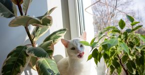 Foto: (iStock/Sofya Klepikovskaya)