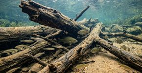 Pesquisadores devolveram 4.450 estruturas de madeira a 110 km do rio Murray; em 7 anos, a população de Murray cod triplicou e a de golden perch dobrou no trecho restaurado