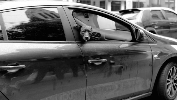 Divulgação / Uber
