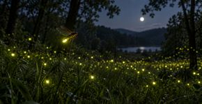 Por que os vaga-lumes piscam em ritmos diferentes e algumas espécies conseguem sincronizar suas luzes?