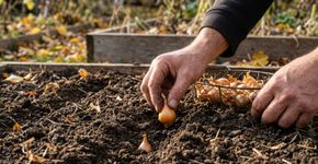plantou cebolas para passar o inverno? O cuidado simples de setembro que impede pássaros de arrancarem os bulbos antes que criem raízes