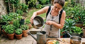 Como não pensei nisso antes: Aproveite a água do cozimento dos legumes colocando no jardim depois de esfriar