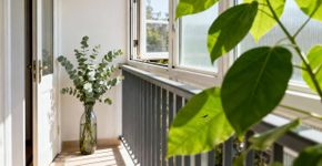 Esta é a planta que mantém todos os mosquitos longe do seu jardim