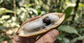 A fruta com casca aveludada que esconde um recheio com o sabor de creme de baunilha