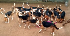 Mais de 150 beagles são resgatados de laboratório e veem o sol pela primeira vez