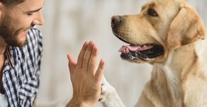 Pessoas gostam mais de cães do que de humanos, diz pesquisa