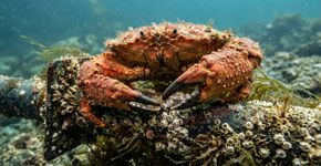 Turbinas eólicas no mar estão atraindo caranguejos em Rhode Island, mas cientistas ainda investigam se elas criam novos habitats ou apenas concentram os animais
