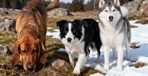 7 raças de cachorro com habilidades que você nunca imaginou