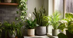 Plantas que absorvem umidade e deixam sua casa livre de mofo no inverno