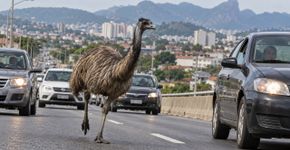 Ave australiana de quase dois metros aparece correndo entre carros num viaduto do Rio, polícia encontra outro exemplar dentro de uma casa e ambos são encaminhados para cuidados
