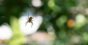 Foto: (Anna Sadovskaia/istock)