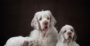 Clumber spaniel: conheça as características do cachorro dessa raça