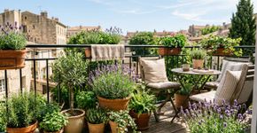 9 plantas de exterior que prosperam em vasos