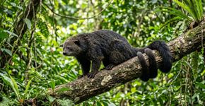 Esse mamífero parece uma mistura de gato com urso, usa a cauda como uma quinta pata e ainda deixa pela floresta um cheiro parecido com pipoca amanteigada