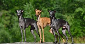 7 raças de cachorro do grupo galgo 