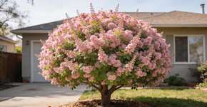A planta perfeita pra quem quer sombra, flores o ano todo e poucas folhas caindo