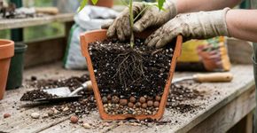 O vaso grande demais pode prejudicar a planta: mais terra também retém mais água nas raízes