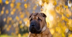 7 animais mais propensos a problemas oculares