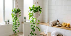 Para que serve colocar jiboia no alto do banheiro e como cuidar para ela nunca queimar as pontas das folhas com o vapor do chuveiro