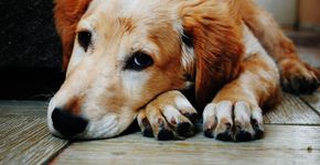 O que significa quando seu cachorro te lambe toda hora?